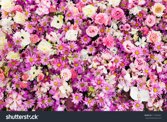 Pink white flowers pink centers free wallpaper - medium preview image
