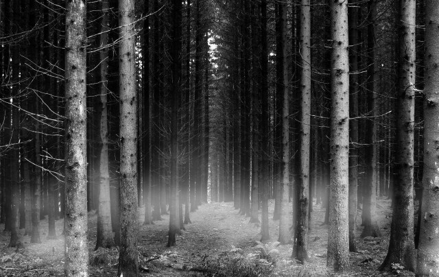 Black white forest fog trail #3 free wallpaper - medium preview image