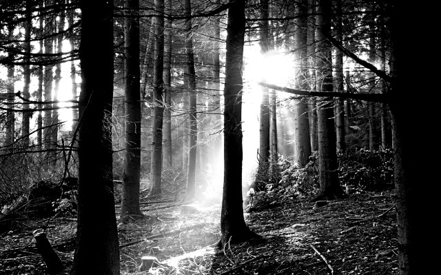 Black white forest sunbeams trees free wallpaper - medium preview image