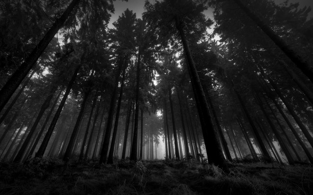 Black white forest tall trees #2 free wallpaper - medium preview image