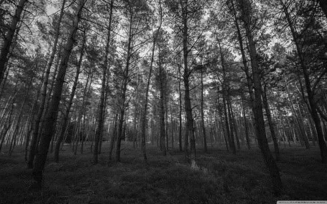 Black white forest trees shrine free wallpaper - medium preview image