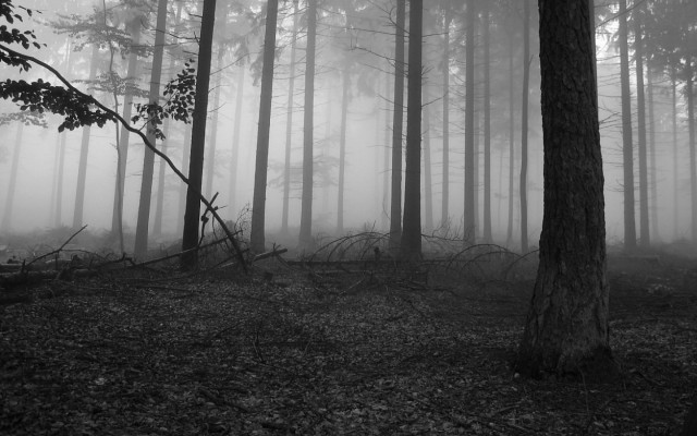 Forest trees fog black white free wallpaper - medium preview image