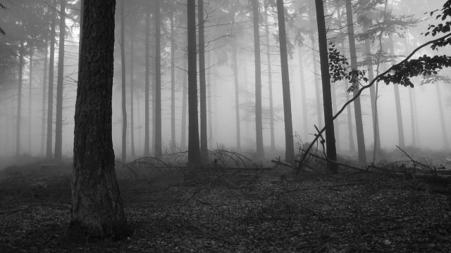 Forest trees fog black white #2 free wallpaper - medium preview image