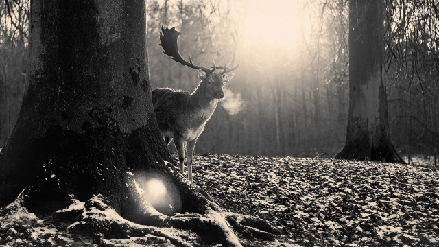 Deer forest light snow trees free wallpaper - medium preview image