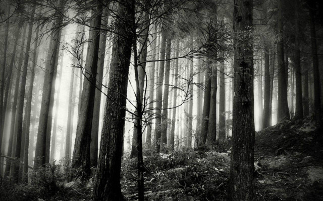 Black white forest fog trail #2 free wallpaper - medium preview image