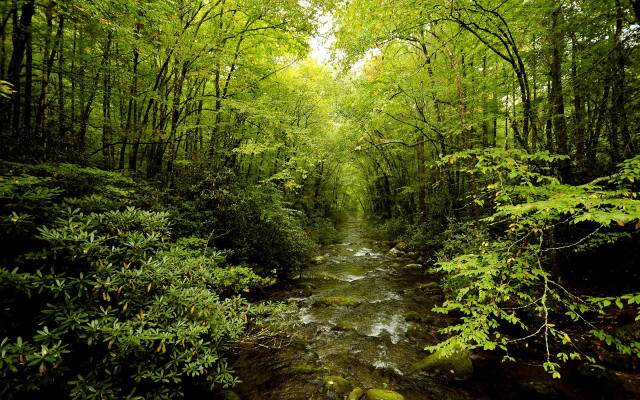 Stream forest path alexanderbrook nature free wallpaper - medium preview image