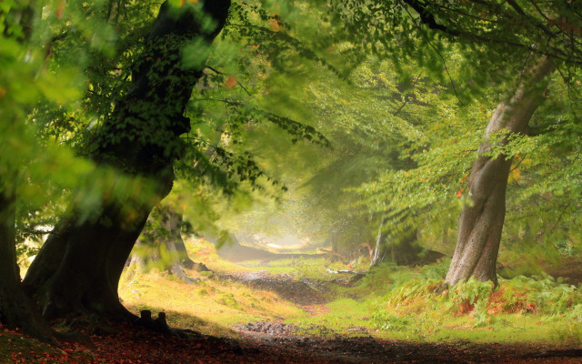 Forest path trees grass nature free wallpaper - medium preview image