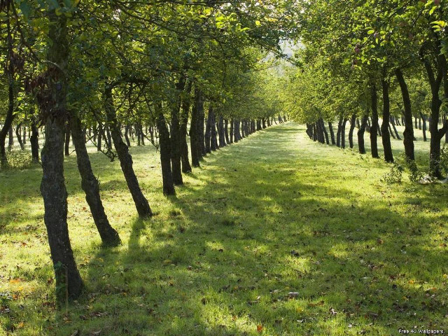 Trees field grass leaves ground free wallpaper - medium preview image