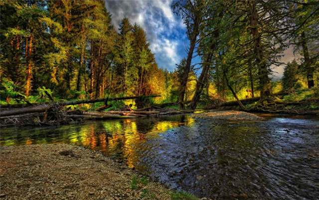 River forest fallen branch cloudy free wallpaper - medium preview image