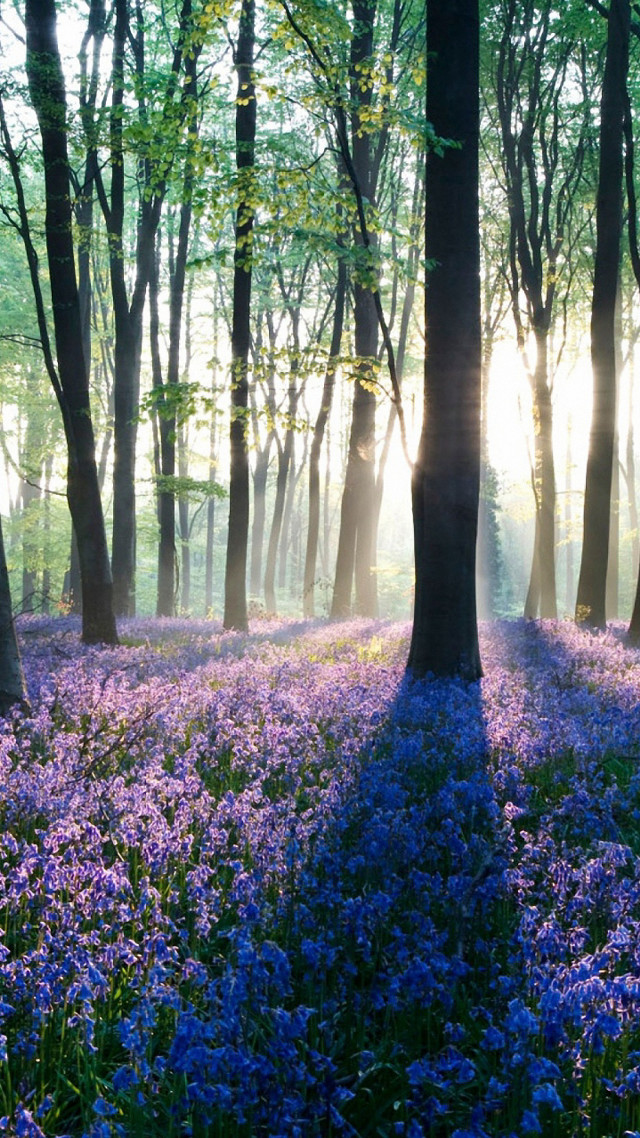 Purple flowers sunlight forest trees free wallpaper - medium preview image