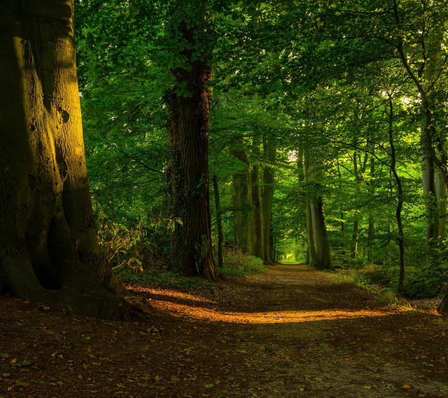 Forest path bench vines nature free wallpaper - medium preview image