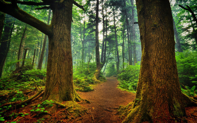 Forest path trees ferns trail free wallpaper - medium preview image