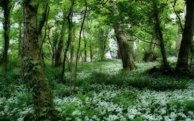 Forest green trees white flowers free wallpaper - medium preview image
