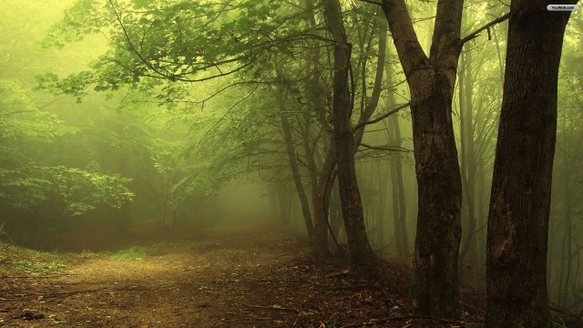 Dirt path forest trees fog free wallpaper - medium preview image