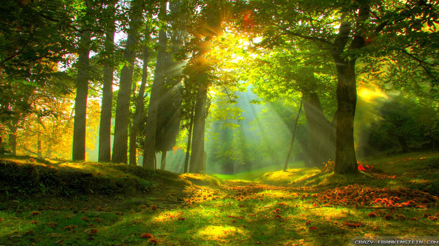 Sunbeam forest trees grass sunlight #3 free wallpaper - medium preview image