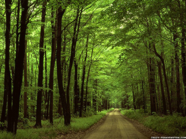 Dirt road forest trees center free wallpaper - medium preview image