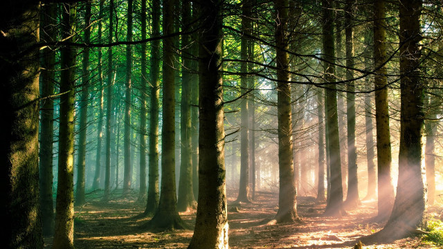 Forest trees bench sunlight nature free wallpaper - medium preview image