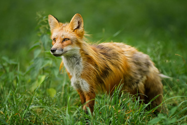 Red fox grassy field concerned free wallpaper - medium preview image