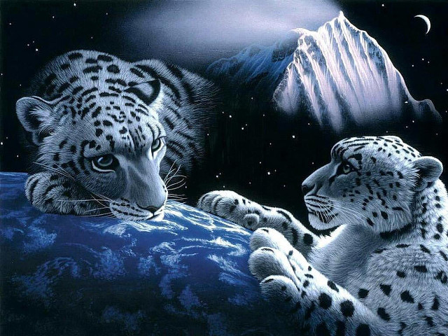 Snow leopards rock night sky free wallpaper - medium preview image