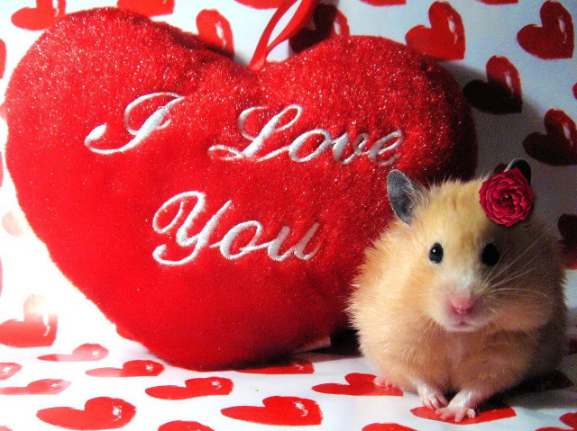 Hamster heart pillow I love free wallpaper - medium preview image