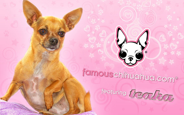 Small dog pillow pink background free wallpaper - medium preview image