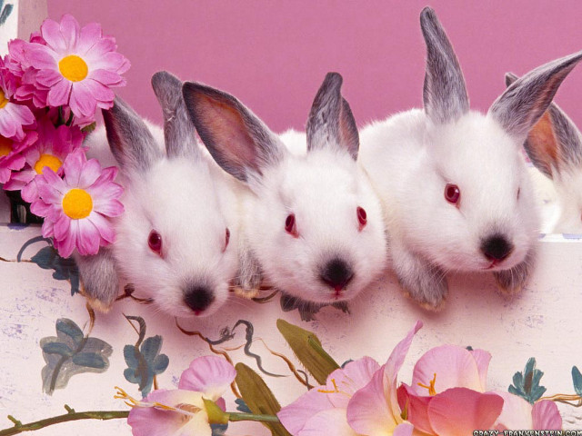 Three white rabbits heads turned free wallpaper - medium preview image