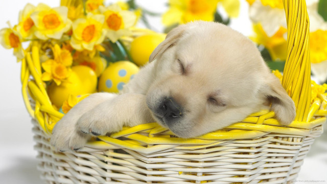 Puppy sleeping basket yellow flowers free wallpaper - medium preview image