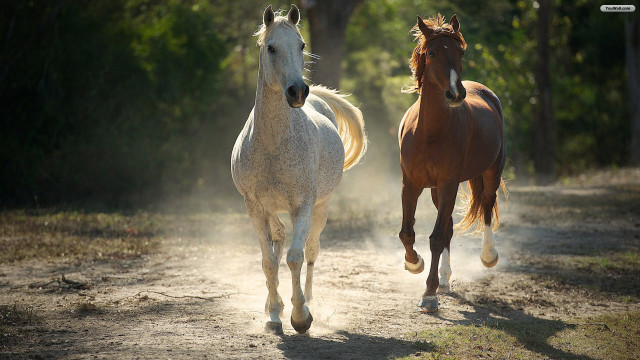 Two horses running dirt road free wallpaper - medium preview image