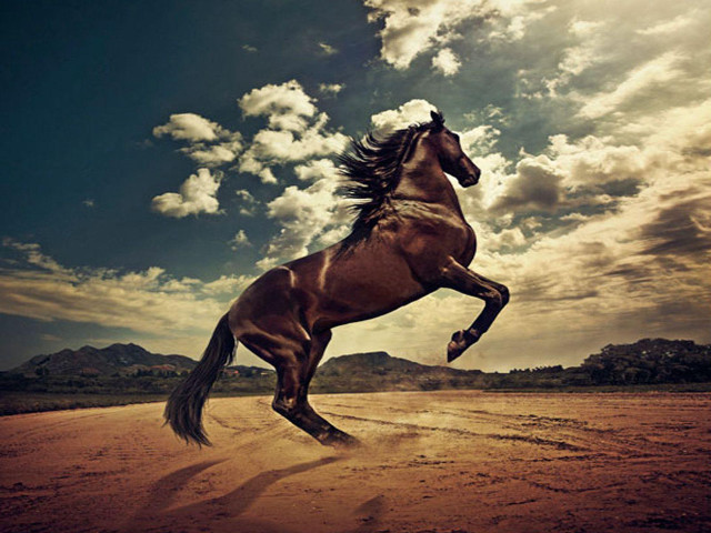 Horse running desert cloudy sky free wallpaper - medium preview image
