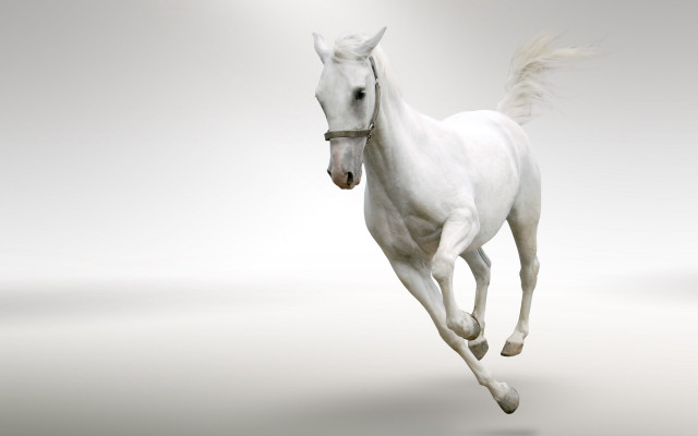 White horse running white background free wallpaper - medium preview image