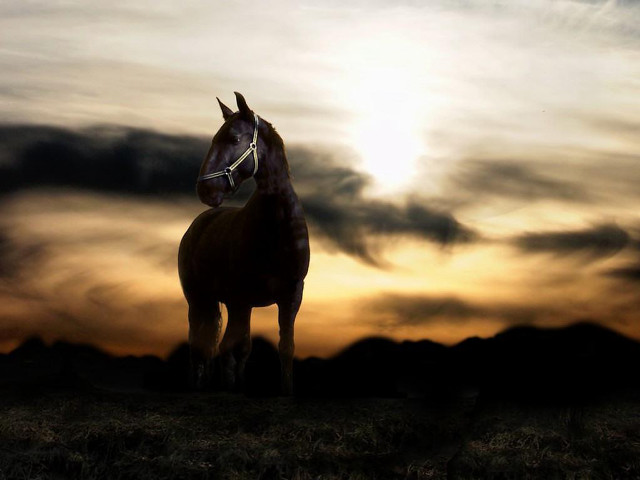 Horse sunset field clouds sky free wallpaper - medium preview image