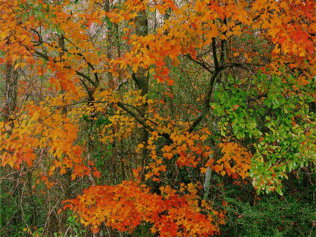 Orange leaves forest green grass free wallpaper - medium preview image