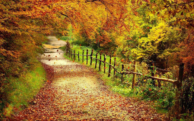 Autumn forest path fence leaves #2 free wallpaper - medium preview image