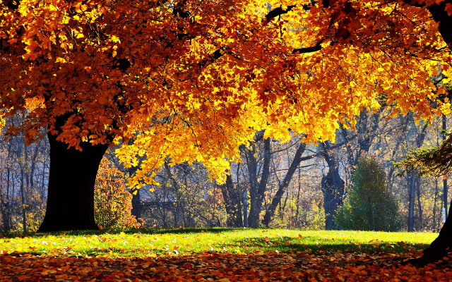 Park trees leaves bench middle free wallpaper - medium preview image