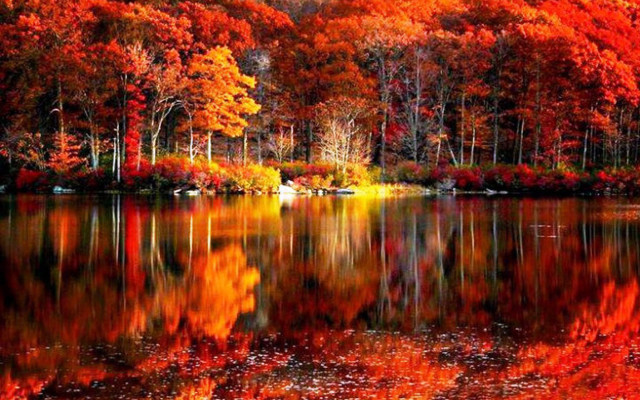 Lake trees red leaves autumn free wallpaper - medium preview image
