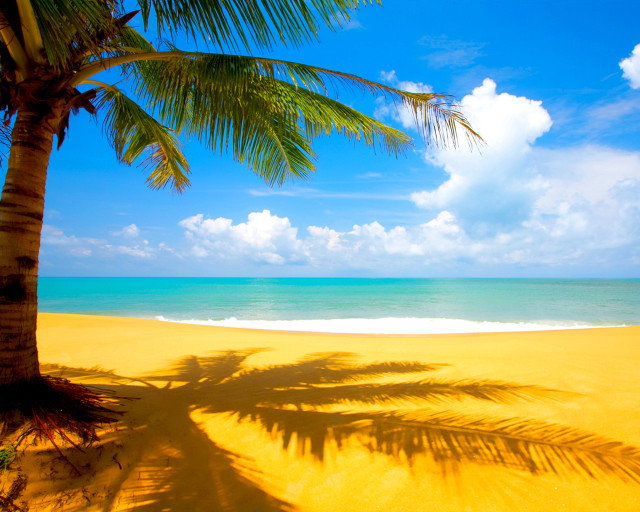 Palm tree shadow beach blue #11 free wallpaper - medium preview image