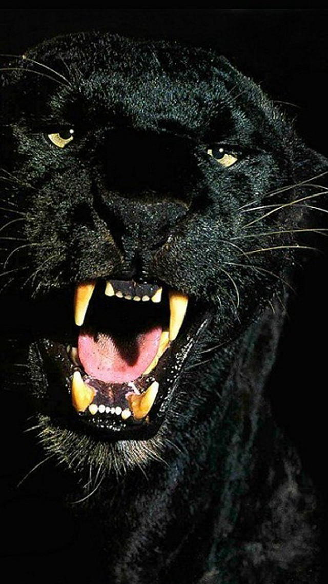 Black panther mouth open teeth #2 free wallpaper - medium preview image