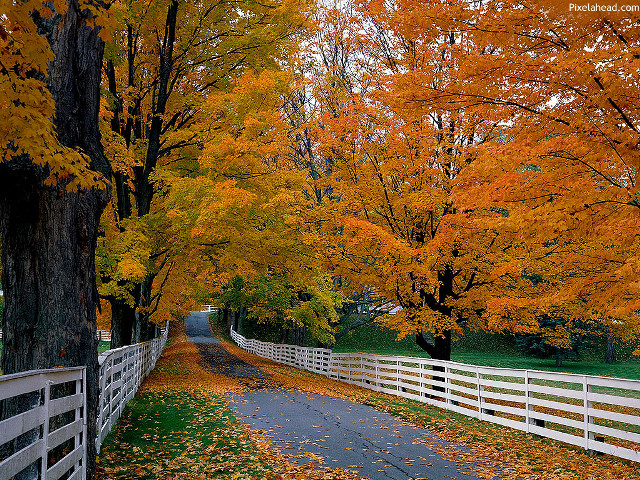 Road white fence orange leaves free wallpaper - medium preview image