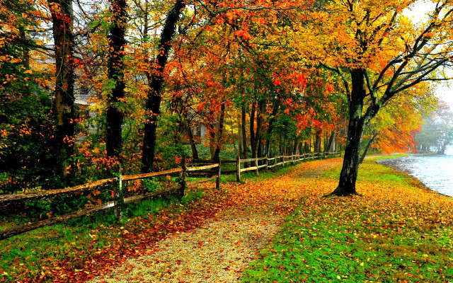 Wooded path trees leaves water free wallpaper - medium preview image