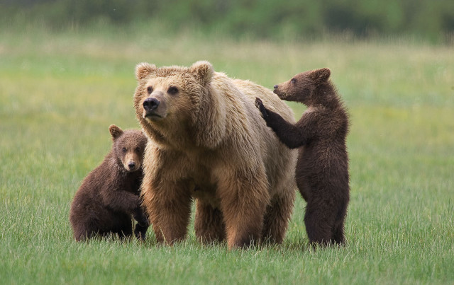 Bears grassy field group standing free wallpaper - medium preview image