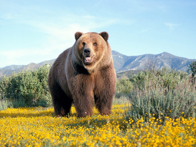 Brown bear standing yellow flower free wallpaper - medium preview image