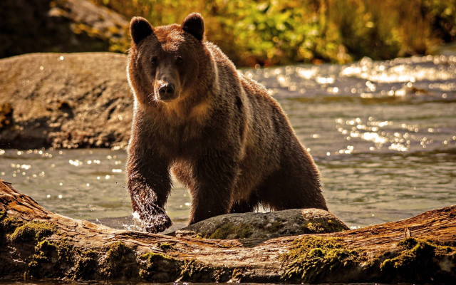 Brown bear standing log river #2 free wallpaper - medium preview image