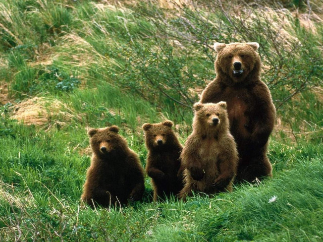 Brown bears grass field forest free wallpaper - medium preview image