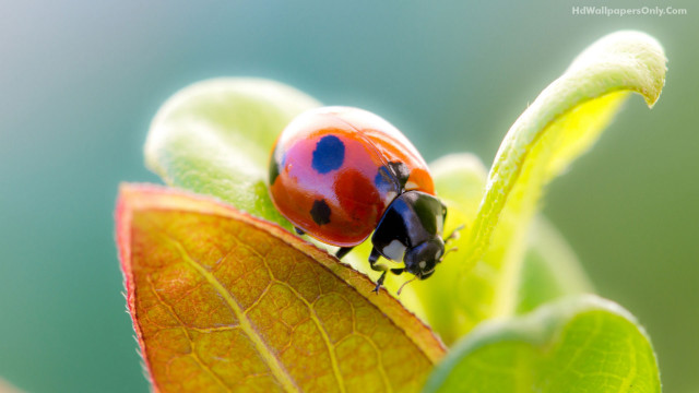 Ladybug green leaf water droplets #2 free wallpaper - medium preview image