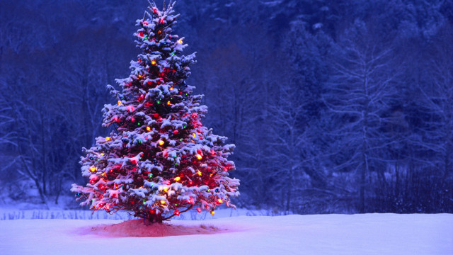Christmas tree lit snow background free wallpaper - medium preview image