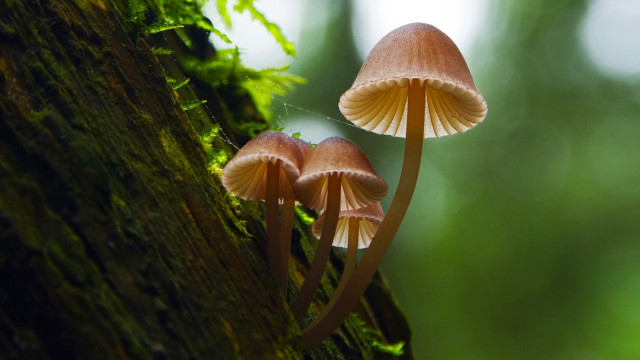 Two mushrooms yellow brown tree free wallpaper - medium preview image