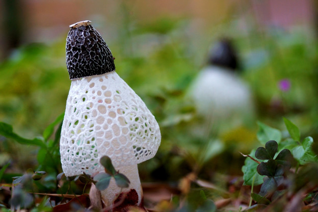 White mushroom black cap macro free wallpaper - medium preview image