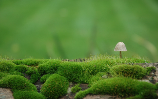 Mushroom moss green forest bush free wallpaper - medium preview image