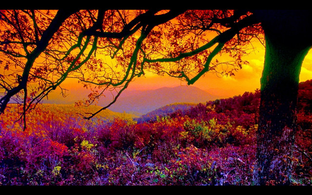 Sunset mountain range trees flowers free wallpaper - medium preview image