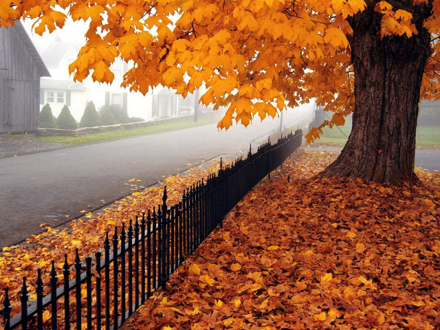 Tree yellow leaves fence house free wallpaper - medium preview image